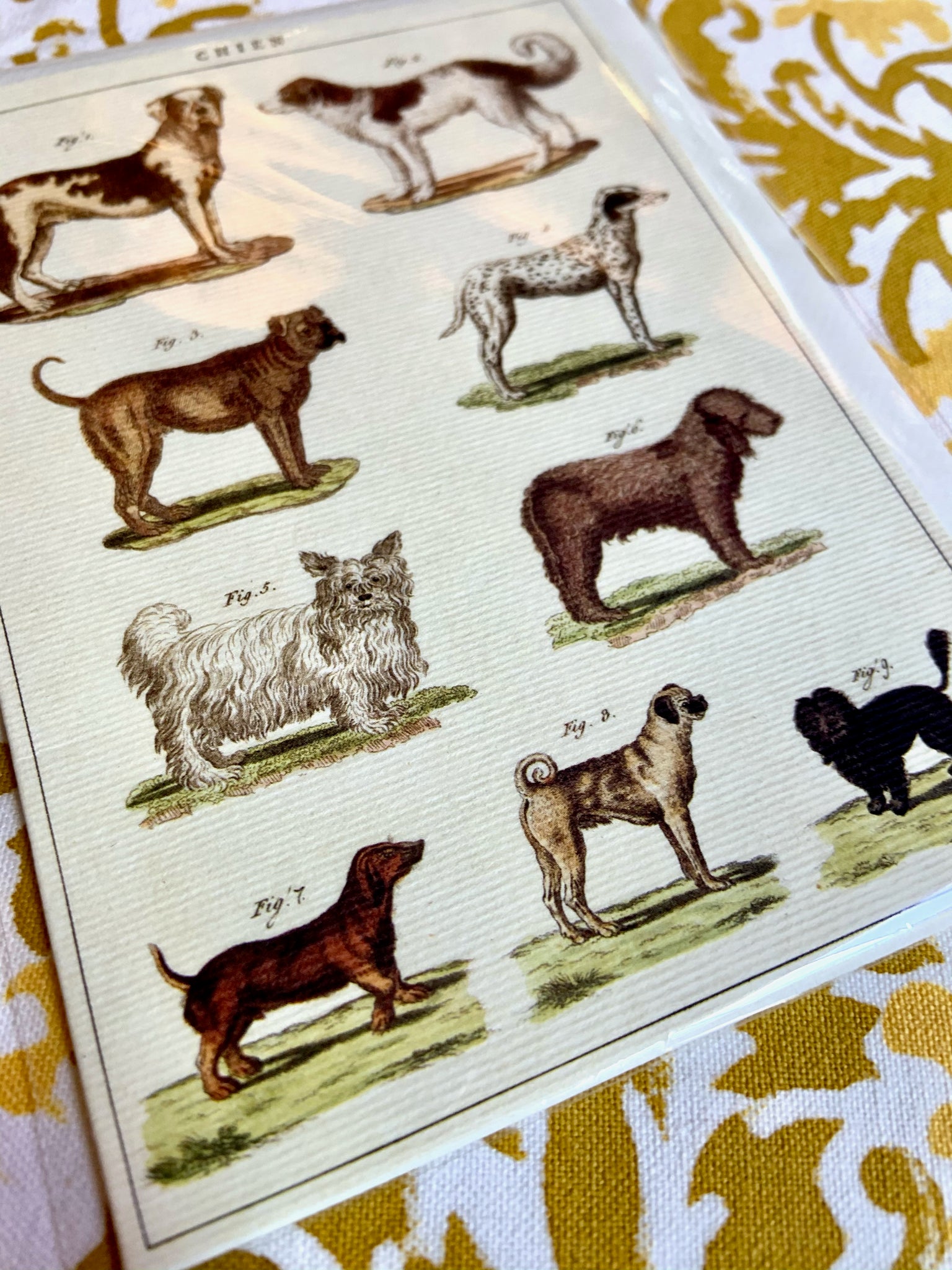 Nine Dogs Card